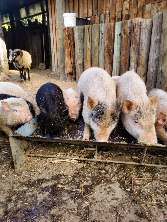 Arca Dos Animais - Farming & Spa Castelo Branco  Extérieur photo